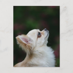 Long Haired Chihuahua Headshot 2 Postcard