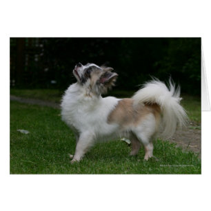 Long Haired Chihuahua Looking at Camera