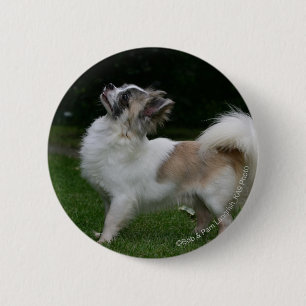 Long Haired Chihuahua Looking at Camera 6 Cm Round Badge