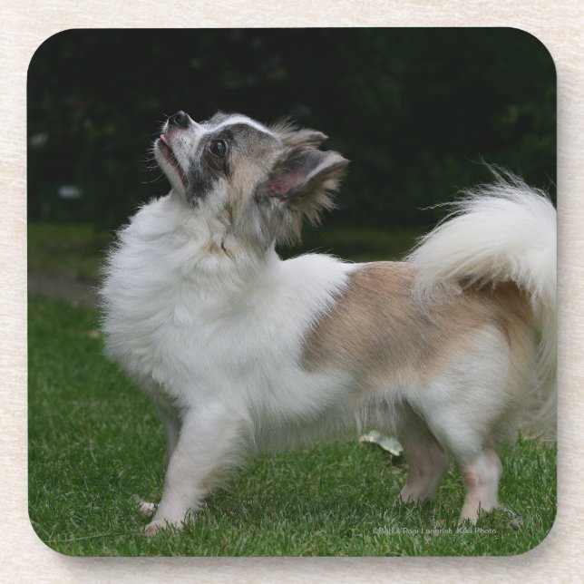 Long Haired Chihuahua Looking at Camera Coaster (Front)