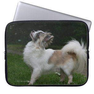 Long Haired Chihuahua Looking at Camera Laptop Sleeve