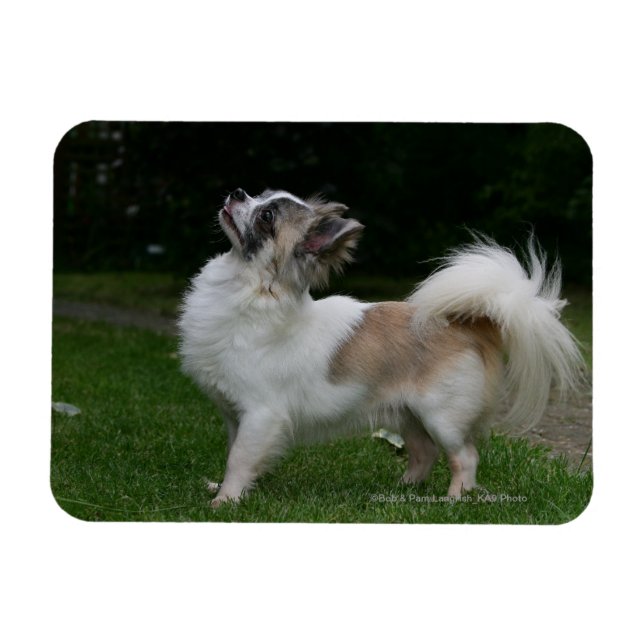 Long Haired Chihuahua Looking at Camera Magnet (Horizontal)