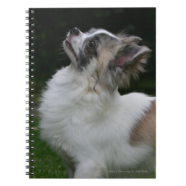 Long Haired Chihuahua Looking at Camera Notebook (Front)