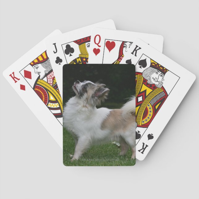 Long Haired Chihuahua Looking at Camera Playing Cards (Back)