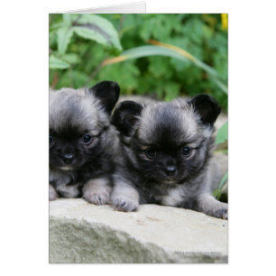 Long Haired Chihuahua Puppies