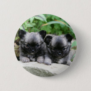 Long Haired Chihuahua Puppies 6 Cm Round Badge
