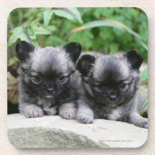 Long Haired Chihuahua Puppies Coaster