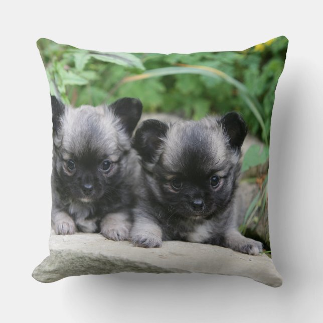 Long Haired Chihuahua Puppies Cushion (Front)