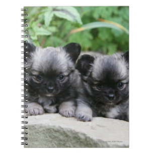 Long Haired Chihuahua Puppies Notebook