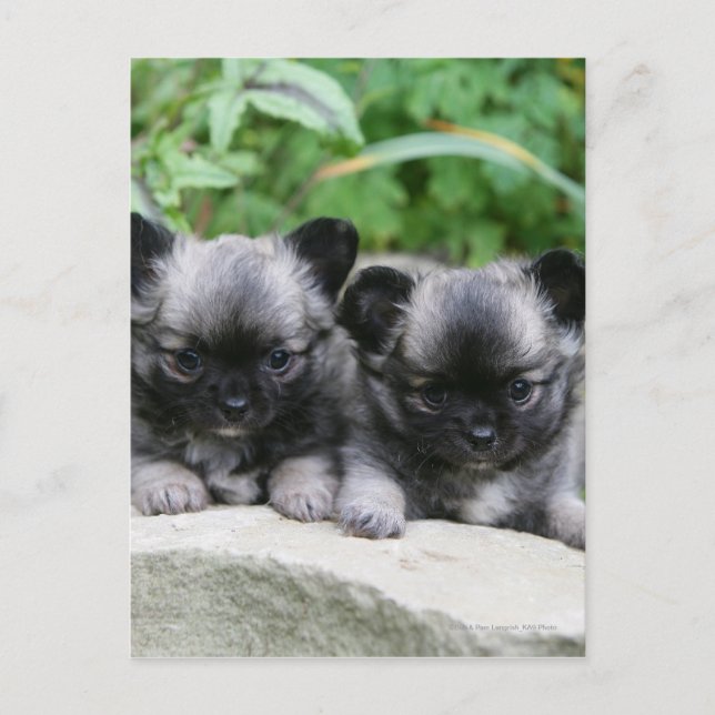 Long Haired Chihuahua Puppies Postcard (Front)