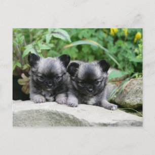 Long Haired Chihuahua Puppies Postcard
