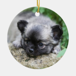 Long Haired Chihuahua Puppy Ceramic Tree Decoration