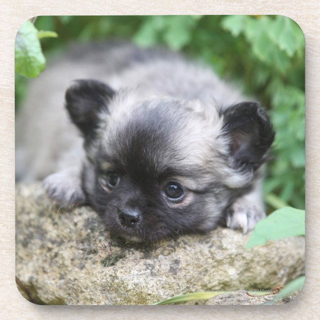 Long Haired Chihuahua Puppy Coaster (Front)