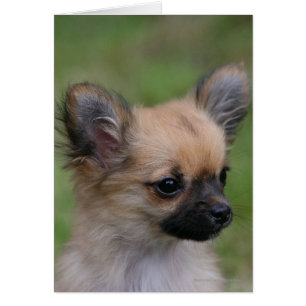 Long Haired Chihuahua Puppy Looking at Camera
