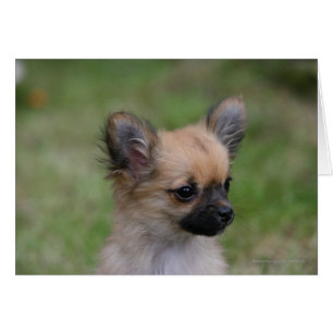 Long Haired Chihuahua Puppy Looking at Camera
