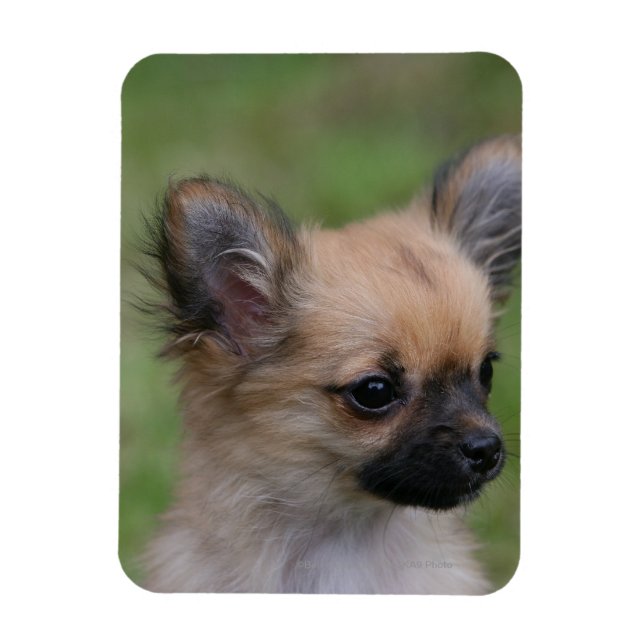 Long Haired Chihuahua Puppy Looking at Camera Magnet (Vertical)