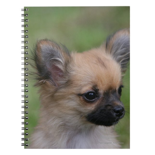 Long Haired Chihuahua Puppy Looking at Camera Notebook (Front)