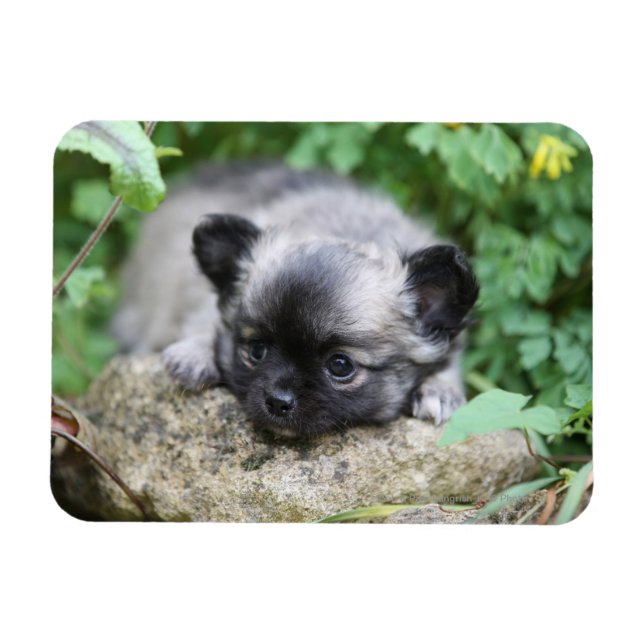 Long Haired Chihuahua Puppy Magnet (Horizontal)
