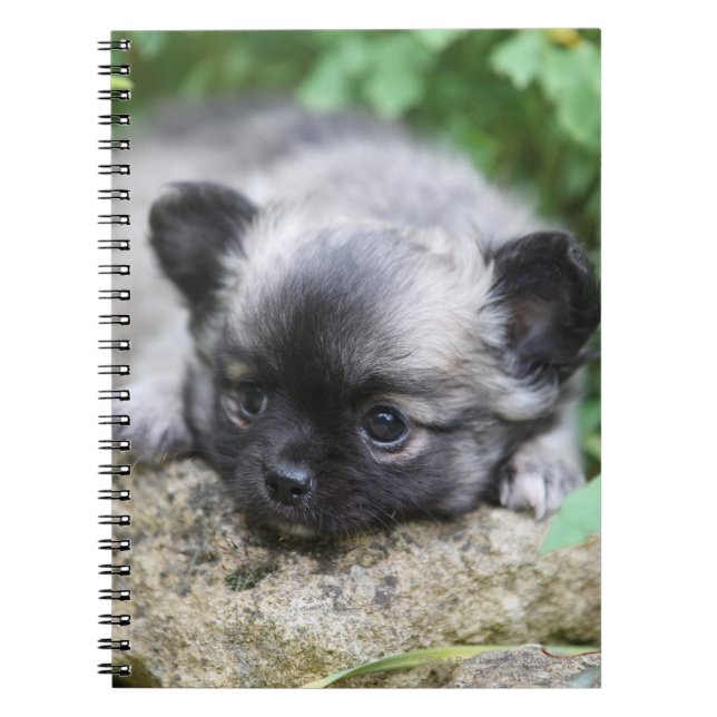 Long Haired Chihuahua Puppy Notebook (Front)