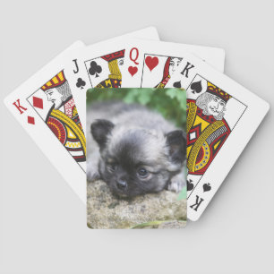Long Haired Chihuahua Puppy Playing Cards