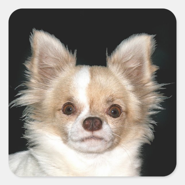 Long haired Chihuahua Square Sticker (Front)