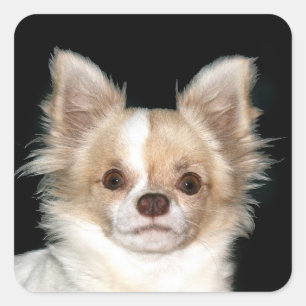 Long haired Chihuahua Square Sticker