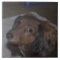 Long-Haired Dachshund Ceramic Tile