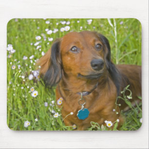 long haired dachshund mouse pad