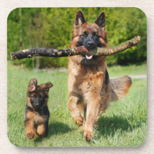 Long Haired Fluffy German Shepherd Dog and Puppy Coaster