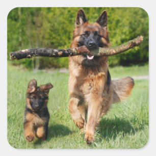 Long Haired Fluffy German Shepherd Dog and Puppy Square Sticker