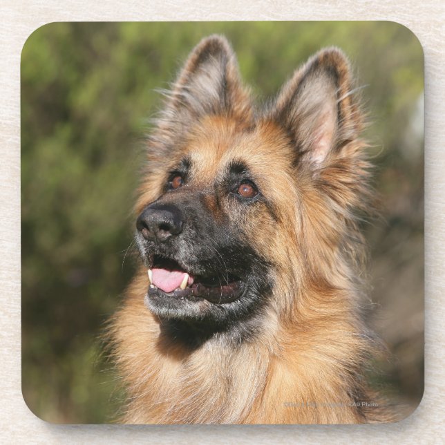 Long Haired German Shepherd 1 Coaster (Front)