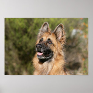Long Haired German Shepherd 1 Poster