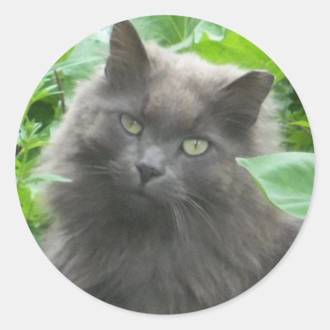 Long Haired Grey Russian Blue Cat Classic Round Sticker (Front)