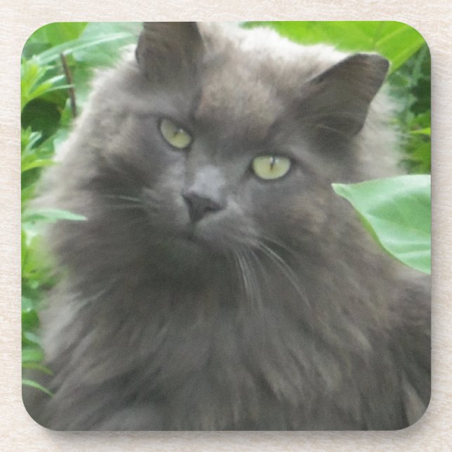 Long Haired Grey Russian Blue Cat Coaster (Front)
