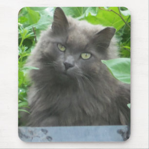 Long Haired Grey Russian Blue Cat Mouse Pad