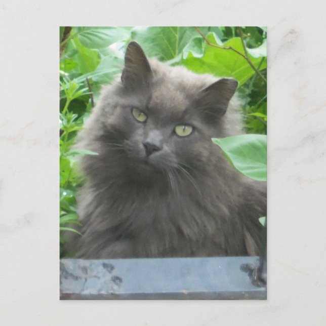 Long Haired Grey Russian Blue Cat Postcard (Front)
