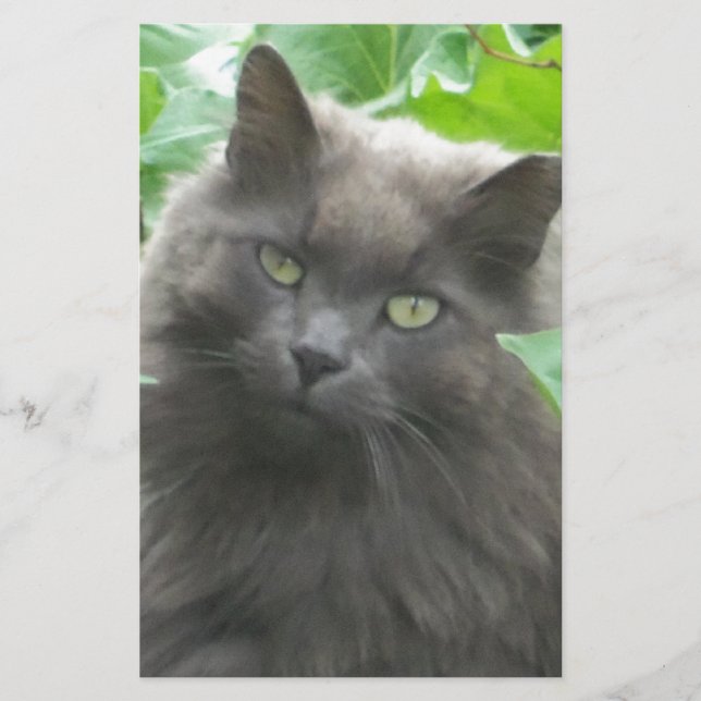Long Haired Grey Russian Blue Cat Stationery (Front)