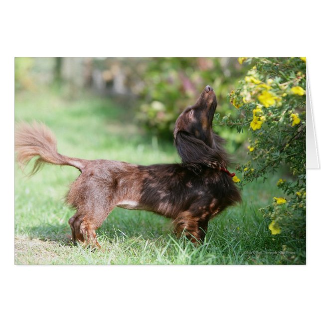 Long-haired Miniature Dachshund 1 (Front Horizontal)