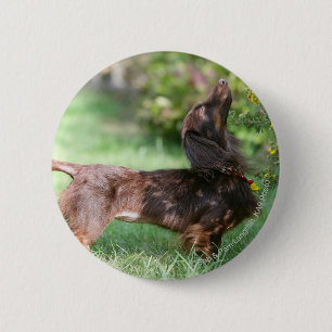 Long-haired Miniature Dachshund 1 6 Cm Round Badge