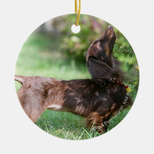 Long-haired Miniature Dachshund 1 Ceramic Ornament (Front)