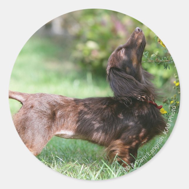 Long-haired Miniature Dachshund 1 Classic Round Sticker (Front)