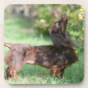 Long-haired Miniature Dachshund 1 Coaster