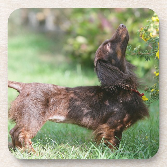 Long-haired Miniature Dachshund 1 Coaster (Front)