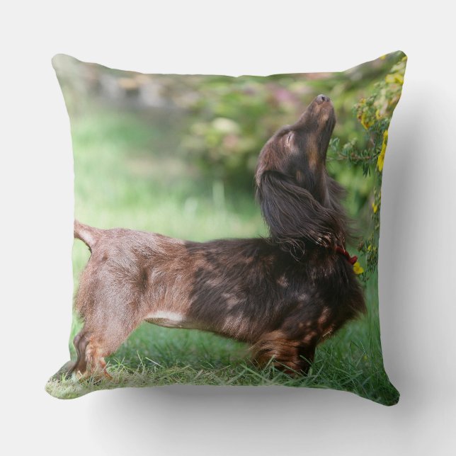 Long-haired Miniature Dachshund 1 Cushion (Front)