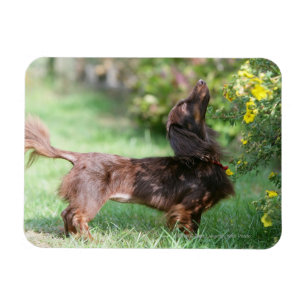 Long-haired Miniature Dachshund 1 Magnet