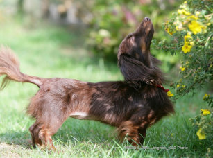 Dachshund Long Haired Miniature Home Furnishings Accessories