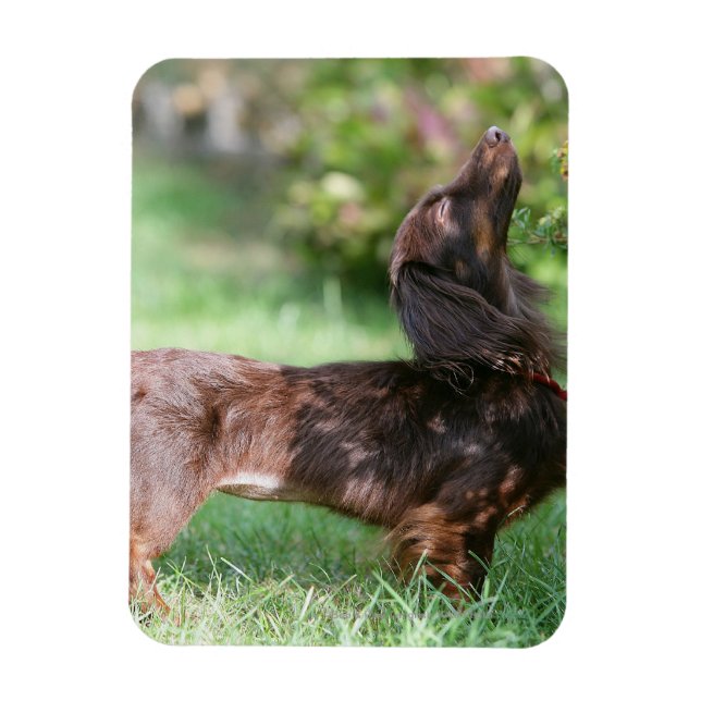 Long-haired Miniature Dachshund 1 Magnet (Vertical)