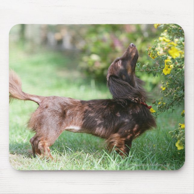 Long-haired Miniature Dachshund 1 Mouse Pad (Front)