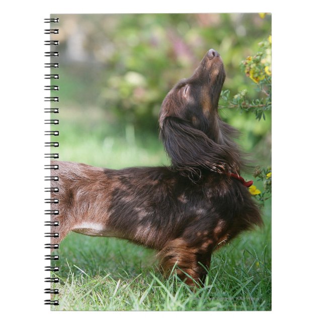 Long-haired Miniature Dachshund 1 Notebook (Front)