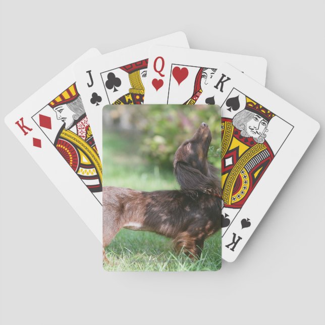 Long-haired Miniature Dachshund 1 Playing Cards (Back)